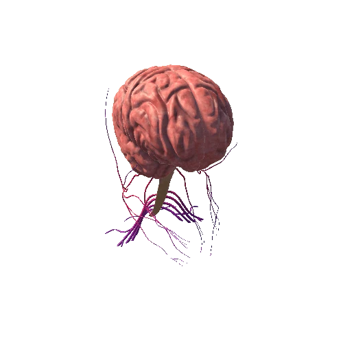 Brain Dissection NO ANIMATION